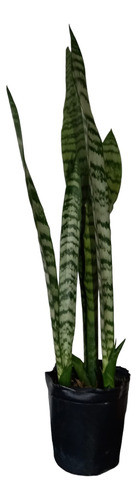 Espada O Lengua De Suegra 60cm 0