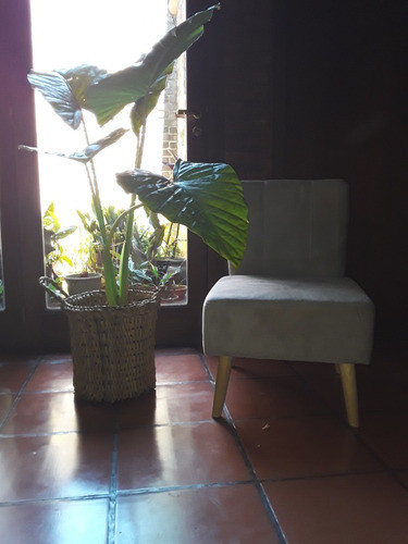 Planta De Interior - Alocacia + Canasto De Mimbre - Diseño 1