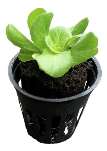 Vaso Netpot Para Hidroponia/aquaponia - 50 Unidades 0