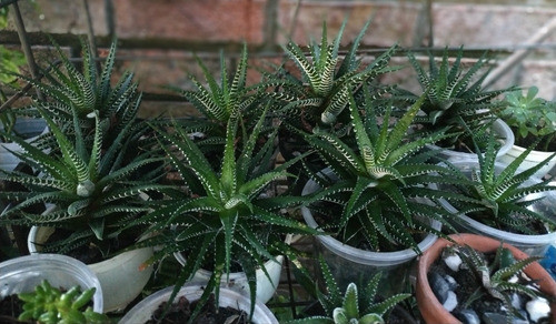 Suculentas Haworthias Cebra Gdes 1