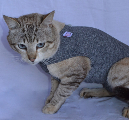 Roupa Pós Cirúrgica Gato Ninapet Tamanho 5 Até 6,9 K 0
