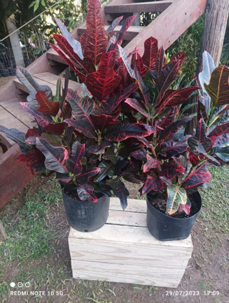Plata Croton Envío Gratis 1