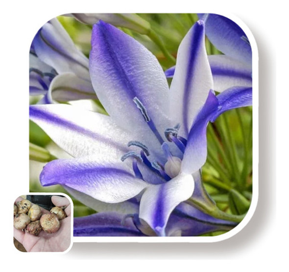 Bulbos De Brodiaea (x10 Uni) Imp. Holanda!! 0