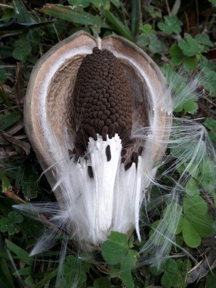 Vivero Cielo Verde Orgánico Tasi Araujia Sericifera 1