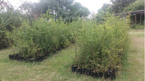 Grataegus ( Arbusto ) 0