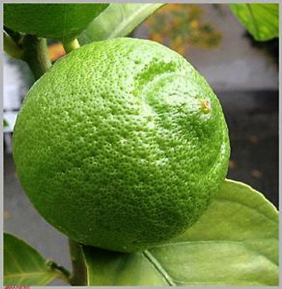 Aceite Esencial De Limon Verde Envase 15ml Puro Natural 1