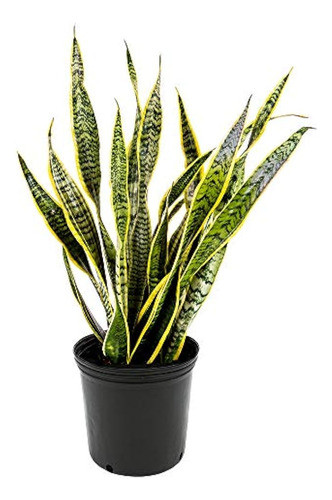 Sansevieria Trifasciata Laurentii Purificador De Aire Para I 0