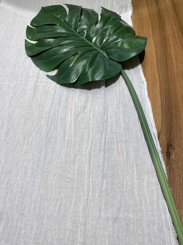 Hoja Costilla De Adan Decoracion 1