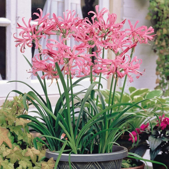 Bulbos De Nerine Bowdeni T14+ (x1 Bulbo) Bulbos De Holanda 0