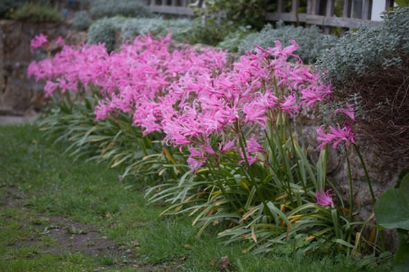 Bulbos De Nerine Bowdeni T14+ (x1 Bulbo) Bulbos De Holanda 1