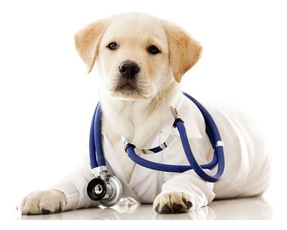 Consulta Veterinaria Orientativa Por Videollamada 0