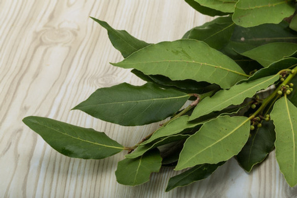 Ramo De Laurel Fresco Y Natural 0 Ramo De Laurel Fresco Y Natural 0