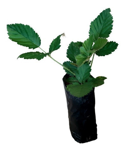 40 Mudas De Amora Preta Gigante Rubus  + Manual 0