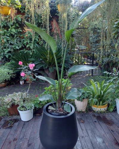 Planta Sterlizias Nicolai Envase De 10 Litros 1
