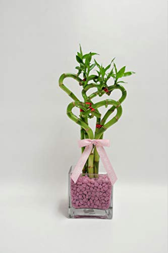 Athenas Garden Oppromo4thb Triple Heart Bamboo Con 4 Vasos D 0