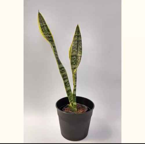 Planta Espada De San Jorge 1