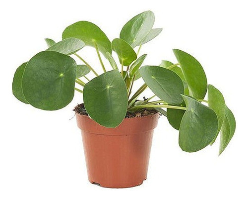 Pilea Peperomioides - Planta Del Dinero China - De Interior 0