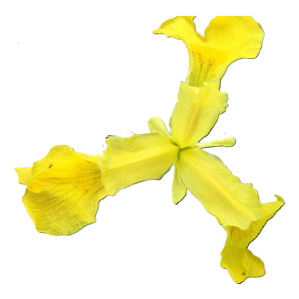 Sobre Para Sembrar 15 Lirios Iris Amarillos 0