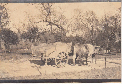 Uruguay Antigua Fotografia Carro Tirado A Sangre Vintage 0