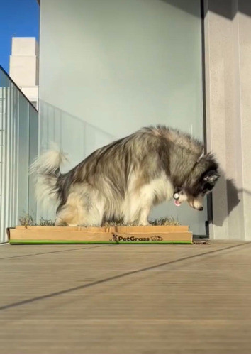 Petgrass Grande. El Jardín De Tu Mascota En Una Caja! 1