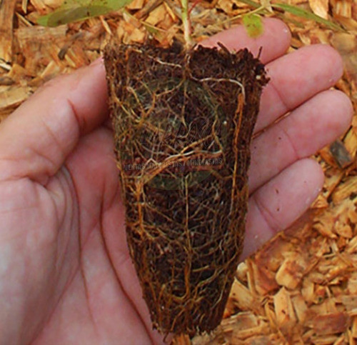 Bandeja Forestal Germinacion 25 Cavidades Caja 70 Unidades $ 1
