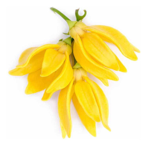 Hidrolatos Naturales De Ylangylang  O Jazmín De Arabia 250ml 0