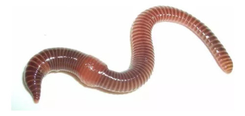 Combo Minhocas Africanas E Minhocas Californianas 0