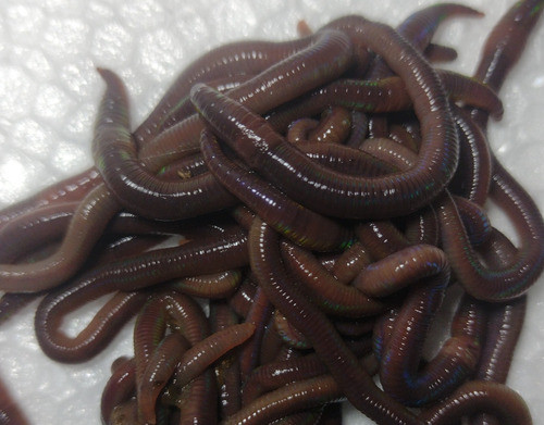 Combo Minhocas Africanas E Minhocas Californianas 1