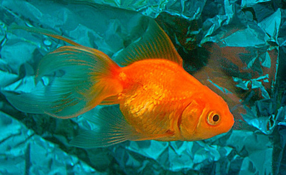 Goldfish Chico Surtido Super Oferta De Mundo Acuatico 0