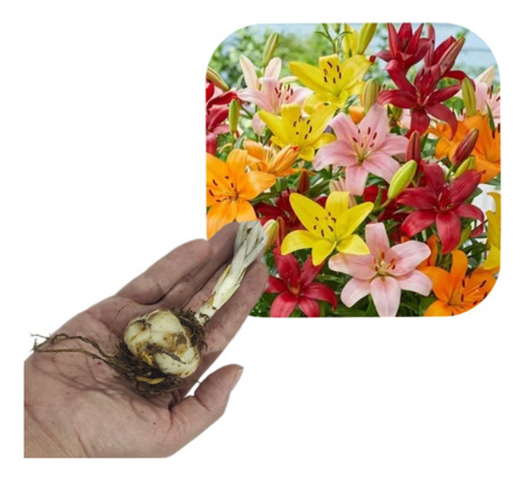 Bulbos De Lilium (x8 Uni) Importado De Holanda!! 0