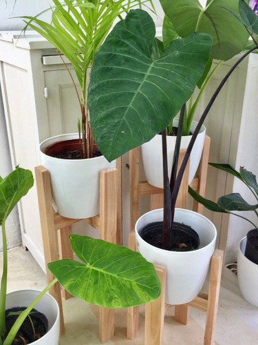 Combo Deco! Pie Madera 60 Cm + Maceta + Planta Tropical 1