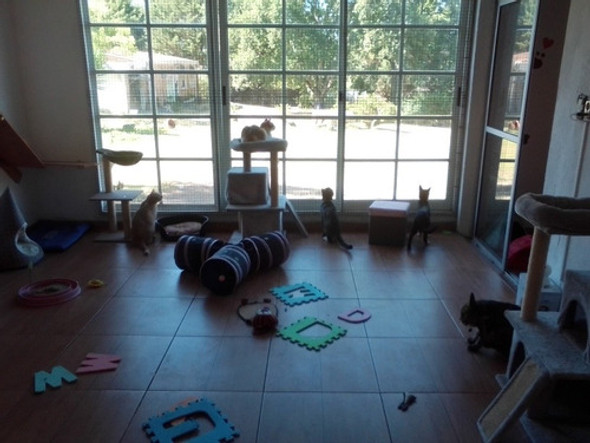 Hotel Para Gatos 0