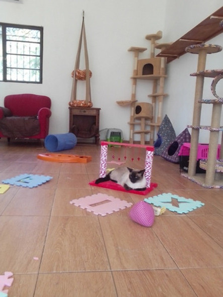 Hotel Para Gatos 1