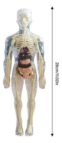 Boneco Corpo Humano Anatomia Órgãos Internos 3d 28cm Altura 1