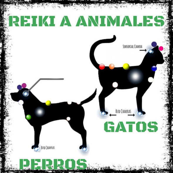 Sesión De Reiki A Distancia Perros Gatos Animales Domesticos 0