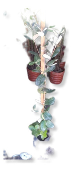 Guayabo Criollo 60 Cms Altura Ramificado!!! 0 Guayabo Criollo 60 Cms Altura Ramificado!!! 0