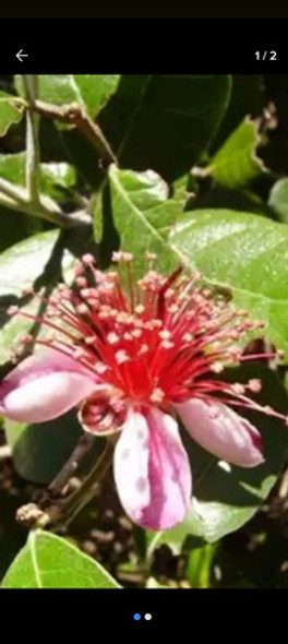 Guayabo Criollo 60 Cms Altura Ramificado!!! 1 Guayabo Criollo 60 Cms Altura Ramificado!!! 1