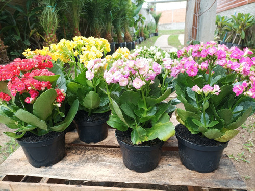 Planta Kalanchoe Pack 6 Unid Envío Gratis 1