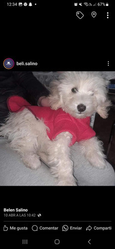 Combo 24 Unidades Ropa Para Mascotas 12 Pilotos 12 Chalecos 1