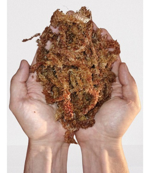 Musgo Sphagnum En Hebras Espencial Para Tutores 1 Musgo Sphagnum En Hebras Espencial Para Tutores 1
