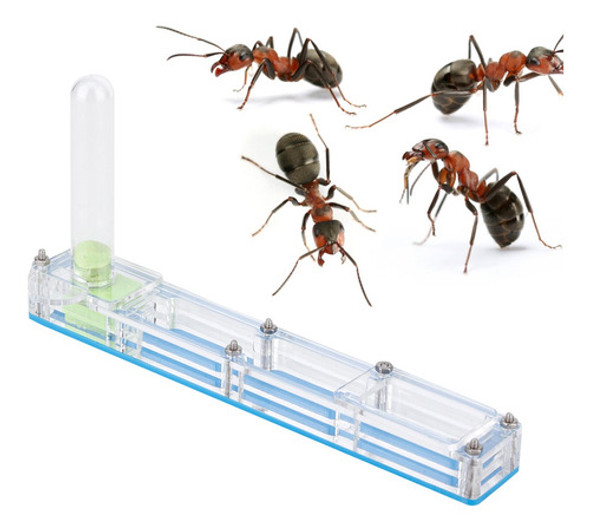 Caixa De Exibição De Formicário De Formicário De Criador De 1