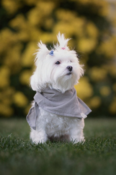 Pañuelo Para Perro Camelia Abrigo Cuello Bufanda Verde Seco 0 Pañuelo Para Perro Camelia Abrigo Cuello Bufanda Verde Seco 0