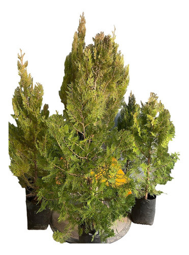 Planta Thujas Tuyas Cerco 1.20 Mts Balcon Terraza Parques 0