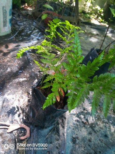 Plantas De Calaguala O Helecho.Orgánico 1