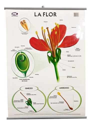 Lámina La Flor / Reprodu Plantas Doble Faz 50x70cm Varillado 1