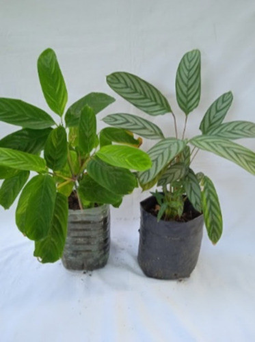 Planta - Maranta ( Cenante ) Mira Tamaño ?.. No Hago Envios 0