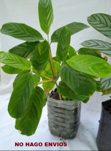 Planta - Maranta ( Cenante ) Mira Tamaño ?.. No Hago Envios 1