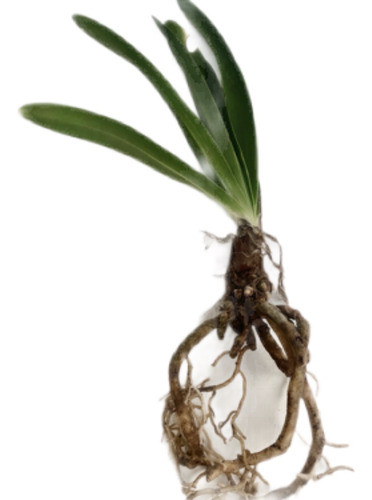 15 Plantas Agapanthus Africans Súper Promoción !!! 0