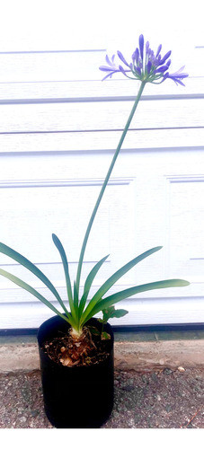 15 Plantas Agapanthus Africans Súper Promoción !!! 1