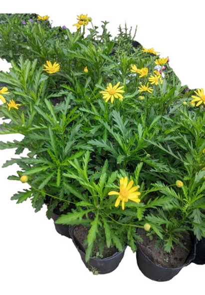 Promo 15 Plantas Pleno Sol Salvia Manto Erica Sedum Euryops 0 Promo 15 Plantas Pleno Sol Salvia Manto Erica Sedum Euryops 0